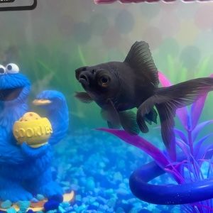 Meet your Posher, Kornelia